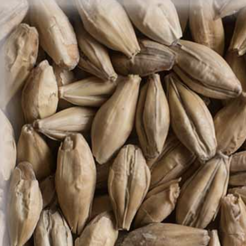Malta Diastatic KG